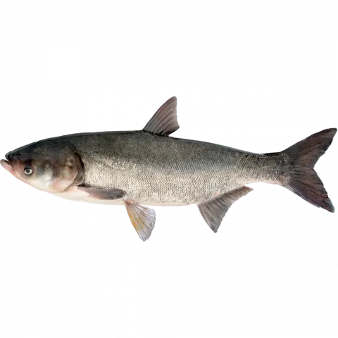 Риба Товстолоб (1 -2) ваг.