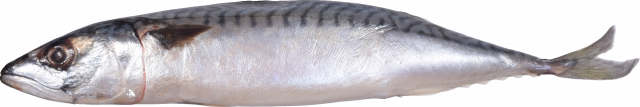 Риба Скумбрія свіжоморожена ваг. 400-600