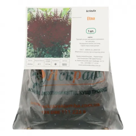 Астільба Etna 1 шт.