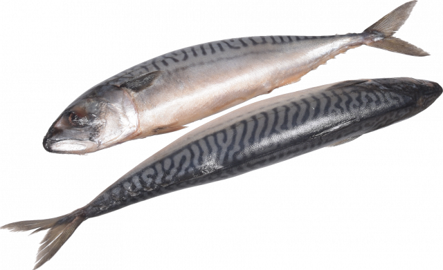 Риба Скумбрія с/с 300-500 ваг. Українська Зірка