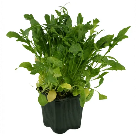 Салат ТМ Salute` пак - чой  зі шпинатом 75 г`