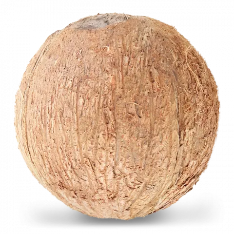 Кокос питний (Наш імпорт) шт