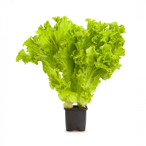 Гурман Салат листовий в горщику шт.