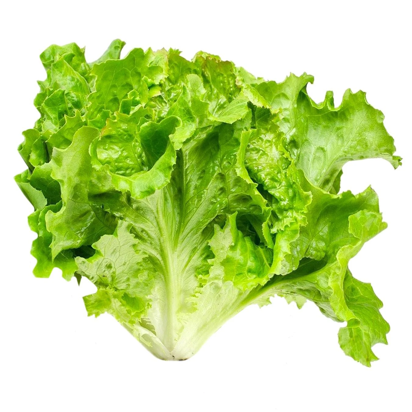Салат Латук, шт