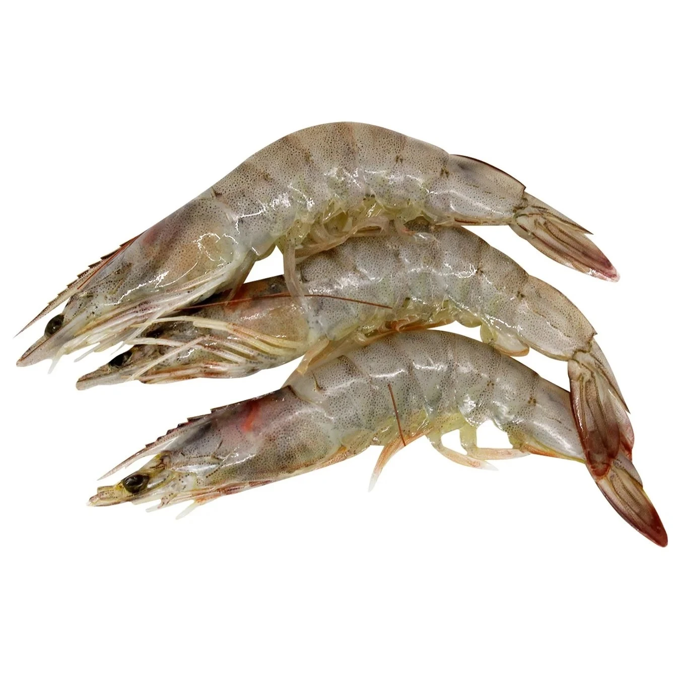 Креветка замороженная королевская в панцире с головой 50/60/70