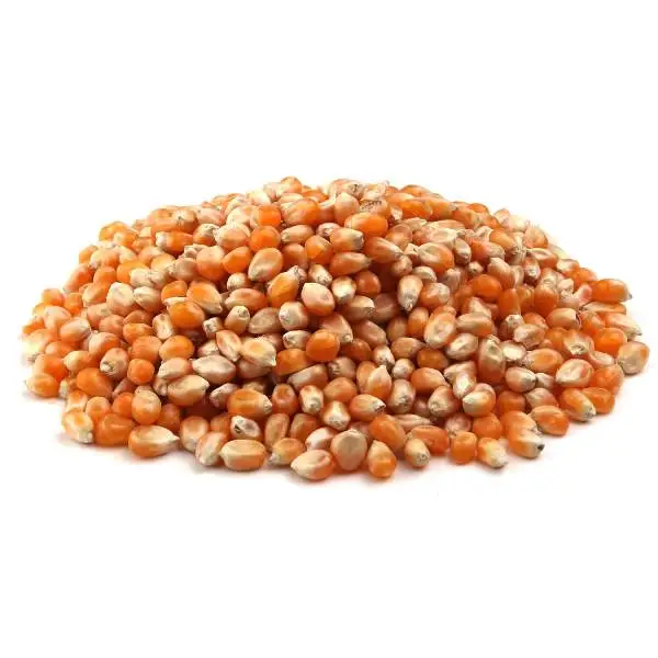 Зерно кукурузы для попкорна