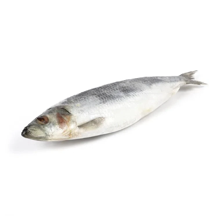 Сельдь свежемороженая 300+ Global Floro, 100г