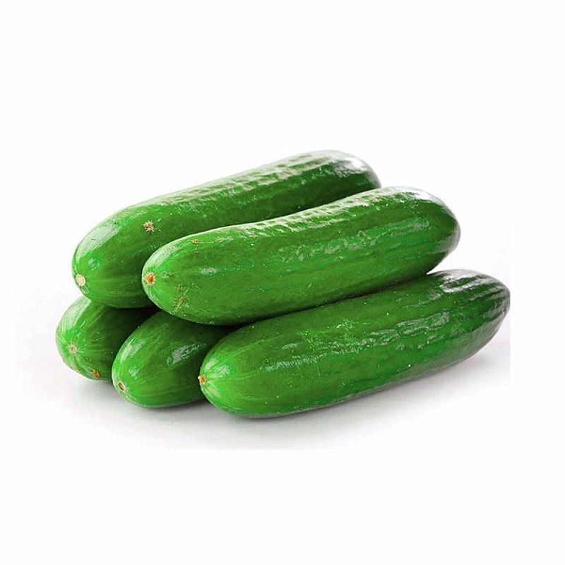 Огурец гладкий
